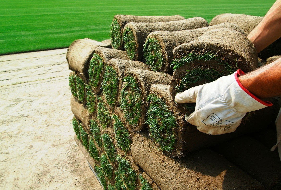 Production de gazon en rouleau