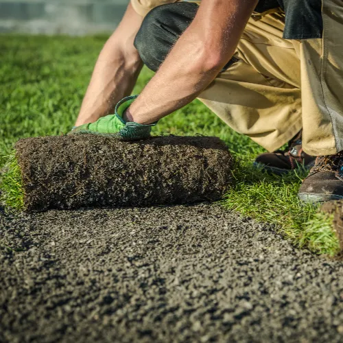Poser un gazon naturel en rouleau en 5 étapes