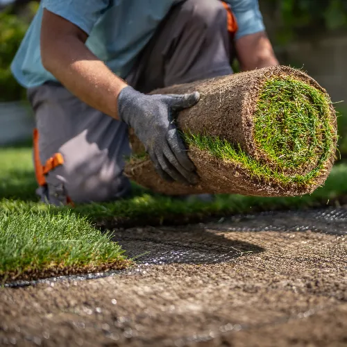 Bermuda Grass le gazon dit de sècheresse