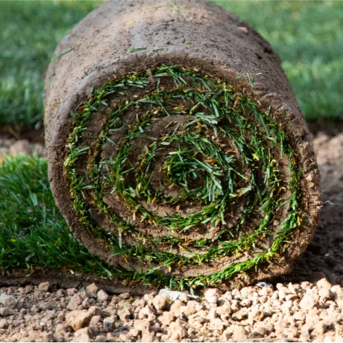 Gazon Californien, composé de Cynodon Dactylon et de Paturin des prés