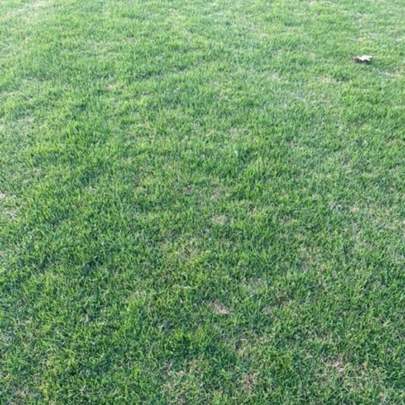 Rouleau de gazon Saharien (Bermuda Grass) - 1 m2 - Photo 2