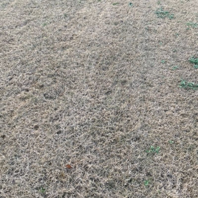 Rouleau de gazon Saharien (Bermuda Grass) - 1 m2 - Photo 3