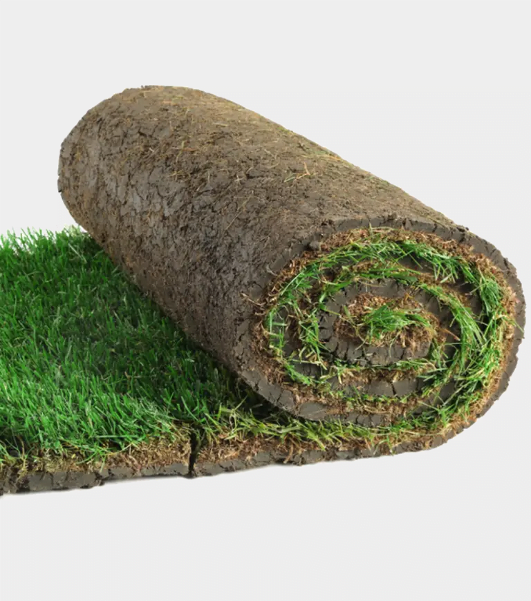 Rouleau de gazon Californien - 1 m2