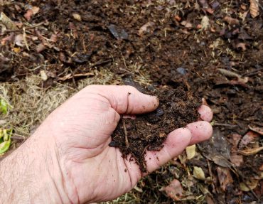 pourquoi-compost-pour-les-plantes-gazon