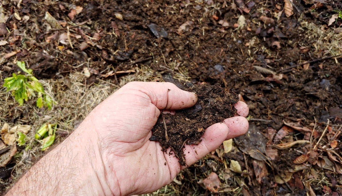 Quelle est l'utilité des vers de terre dans votre compost ?